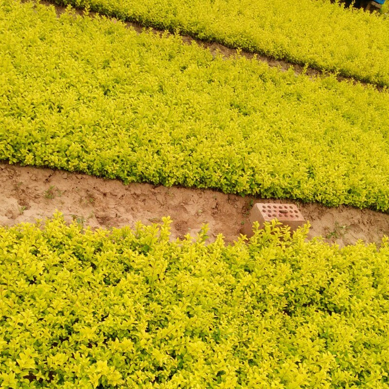 我國已與65個國家簽署126個林業(yè)合作協議