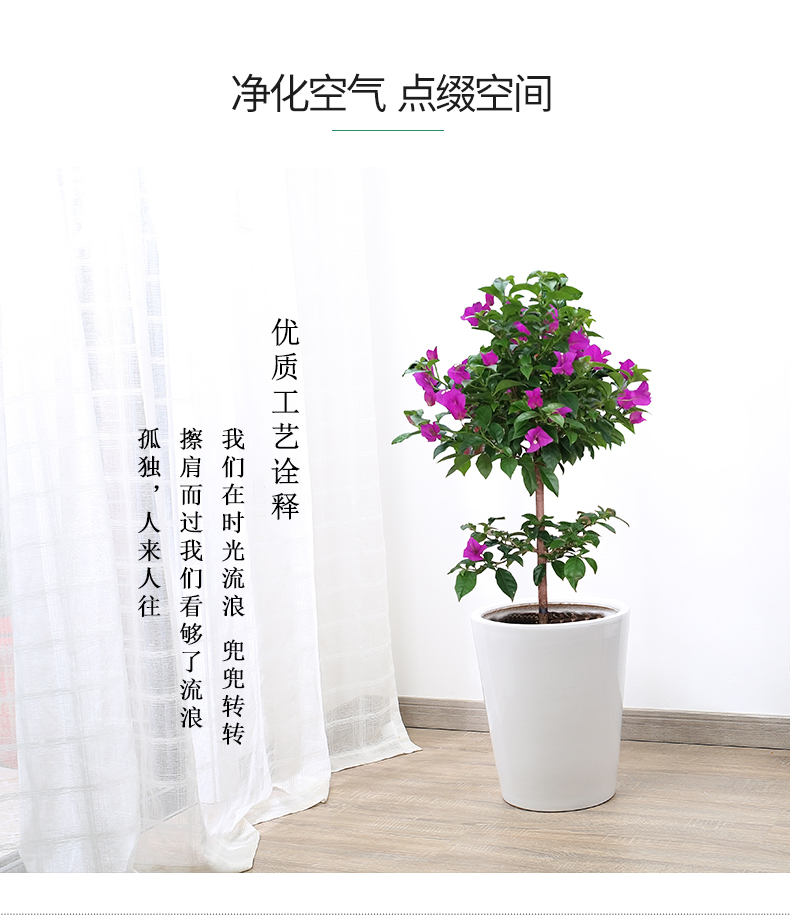 三角梅