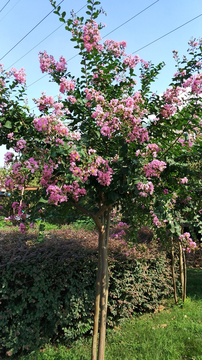 紫薇
